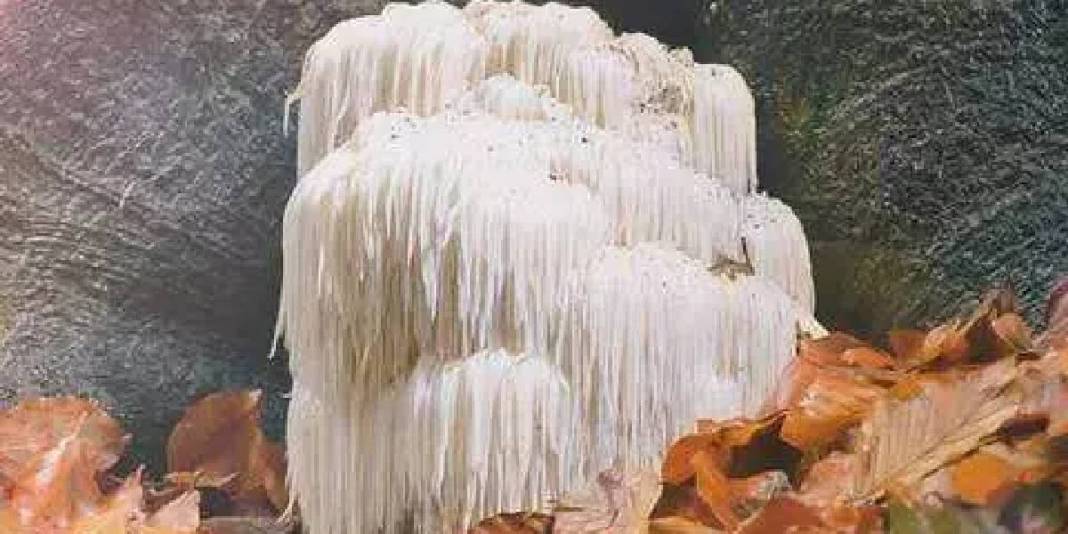 Karadeniz’in doğal ortamında keşfetti! Bildiğiniz tüm mantarları unutun: Balkonda yetiştirerek kilosunu 2000 TL’ye satıyor 2